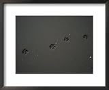 Dog Tracks Left on the Beach at Staten Island National Geographic Collection Framed Art Poster Print by Stephen Alvarez, 22x18