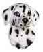 Dalmatian Dog Magnet