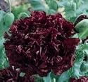 POPPY "BLACK CLOUD" PAPAVER SOMNIFERUM 100 Seeds