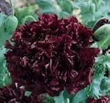 100 Poppy Flower Seeds 