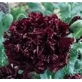 POPPY "BLACK CLOUD" PAPAVER SOMNIFERUM