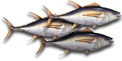Yellowfin Tuna Steaks, 1 Pound