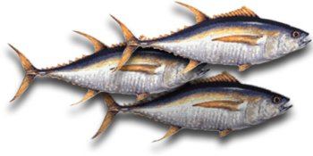 Yellowfin Tuna Steaks, 1 Pound by Fresh Choice Seafood