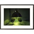 Juvenile Attwaters greater prairie-chickens under a heating lamp Styles Framed Art Poster Print by Joel Sartore, 29x21