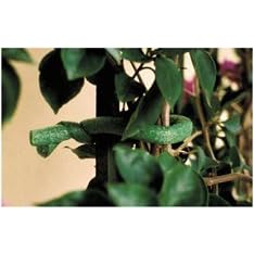 NEW! Flori Fix Plant Tie - Great for Staking Tomato Plants! by Arbors and Trellises