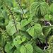Organic Tarahumara Chia Traditional 100 Seeds