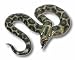 Snake - Lifesize Latex Python 42"