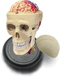 Review QUAY  / Skull Anatomy - 4D Puzzle