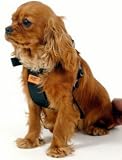 RAC Car Harness Medium