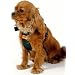RAC Car Harness Medium
