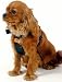 Outdoor Living : RAC Car Harness Medium