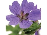 Greeting Card Midi - Blue Geranium