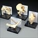 Full-size right hip with femur includes: articular capsule of the hip joint, greater and lesser trochanter, ilium, ischial spine, ischial tuberosity, ischium and pubis bones. Includes patient education card. Size: 5" x 4-3/4" x 8-1/4". Full-size right shoulder includes: clavicle, humerus, and scapula bones, articular capsule ligament, teres minor tendon, plus additional ligaments and tendons. Includes patient education card. Size: 5-1/2" x 6" x 6". Full-size right elbow bone model includes: humerus, radius and ulna, joint capsule, annular ligament of radius, oblique cord, radial collateral and ulnar collateral ligaments. Patient education card included. Size: 8-1/2" x 2-1/4" x 4". Full-size right knee includes: femur, fibula patella and tibia. Lateral and medial meniscus, quadriceps femoris tendon, anterior cruciate, fibular and tibial collateral, patellar and posterior meniscofemoral ligaments. Includes patient education card. Size: 3-1/2" x 2-3/4" x 6".