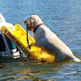 Paws Aboard Yellow Doggy Boat Ladder PAW-5200