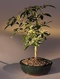 Golden Hawaiian Umbrella Bonsai Tree - Small.(arboricola schefflera)