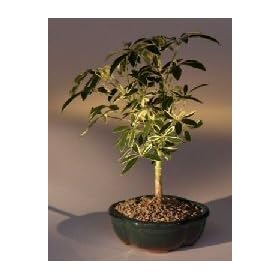Bonsai Boy's Golden Hawaiian Umbrella Bonsai Tree - Small(arboricola schefflera)