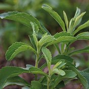 Seeds of Change Stevia