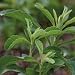 Organic Stevia Seeds