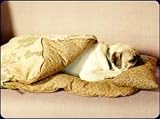 Cashmere Blanket (Black Small Dog Bones)