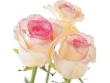 Kitchen & Housewares : Greeting Card Midi - Cream & Pink Rose