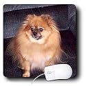 Dogs Pomeranian - Pomeranian Dog - Mouse Pads