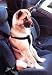 Pet Supplies : 1403 Harness Ride-N-Walk Lrg
