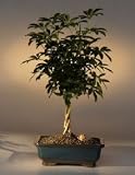 Hawaiian Umbrella Braided Twist Bonsai Tree..(Arboricola Schefflera)