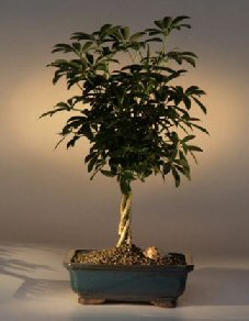 Bonsai Boy's Hawaiian Umbrella Braided Twist Bonsai Tree Arboricola Schefflera