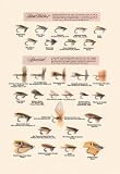 12 X 18 Stretched Canvas Poster Fly-Fishing Lures: Low Water and Special
