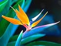 Bird of Paradise (Very Rare) - Strelitzia reginae - 10 Seeds