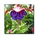 Fuchsia Blue Eyes Flower Flowers Photography - 12 Inch Ceramic Tile