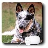 Dogs Australian Cattle - Australian Cattle Dog - Mouse Pads