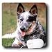 Dogs Australian Cattle - Australian Cattle Dog - Mouse Pads Image
