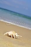 Wallmonkeys Peel and Stick Wall Decals - Sea Shell on Shore - Removable Graphic