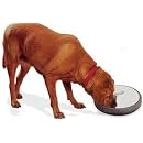 Pet Dish 6 Days