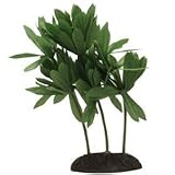 Water Hedge Plant - Small - 4.5 in.