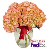 Carnation - Radiance