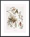 American Crossbill, Art Poster by John James Audubon, with Metal Frame, poster size: 18.25 x 24