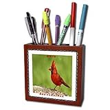 Florene State Birds - State Bird Of Ohio Red Cardinal - Tile Pen Holders-5 inch tile pen holder