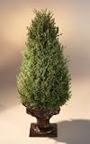 Artificial Classic Cone Cedar Topiary