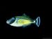Horseshoe Leatherjacket, Kangaroo Island, Australia Photographic Poster Print by Kare...