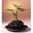 BUY : Red Anthurium In Hawaiian Lava Rock Bonsai Tree
