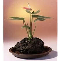 Red Anthurium In Hawaiian Lava Rock Bonsai Tree