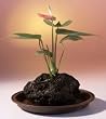 Red Anthurium In Hawaiian Lava Rock Bonsai Tree