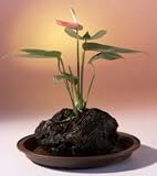 Discounts Red Anthurium In Hawaiian Lava Rock Bonsai Tree by BOnsai Boy