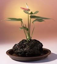 Red Anthurium In Hawaiian Lava Rock Bonsai Tree
