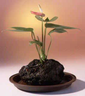 Red Anthurium In Hawaiian Lava Rock Bonsai Tree