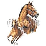 Blanket Appaloosa Adult Sweatshirt