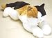Plush Esmeralda Cat 28