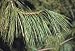 himalayan8 - Pinus wallichiana Himalayan White Pine Seeds